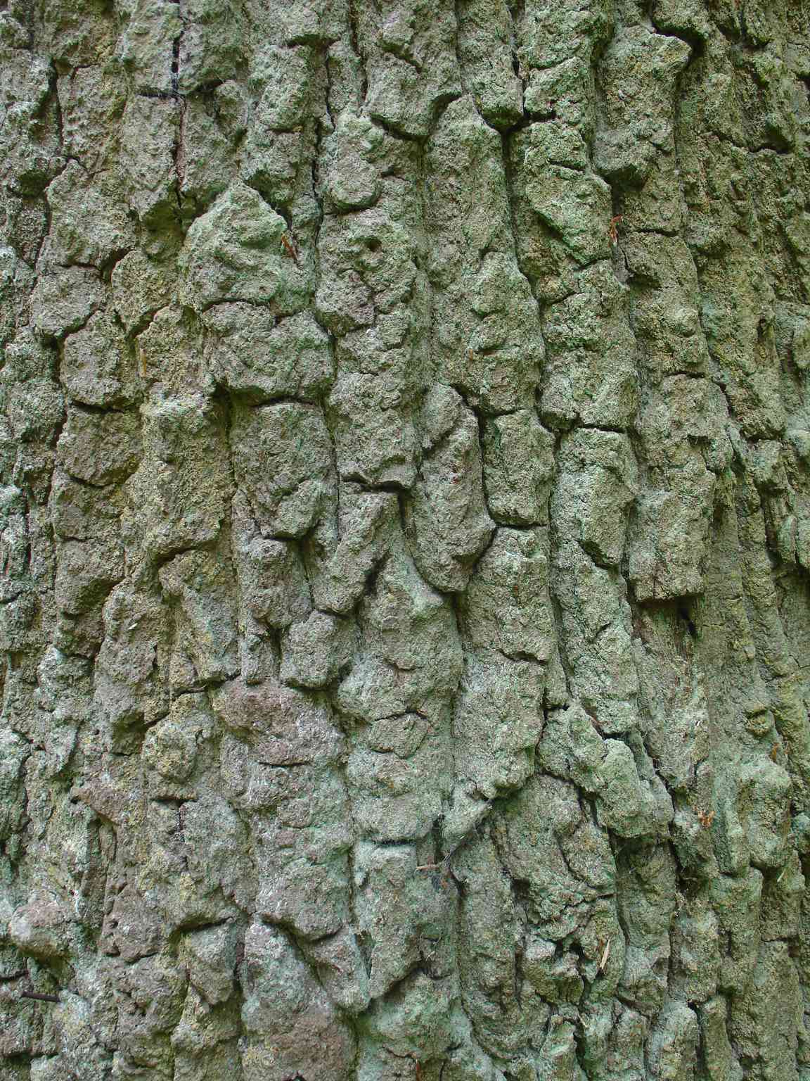 Oak bark