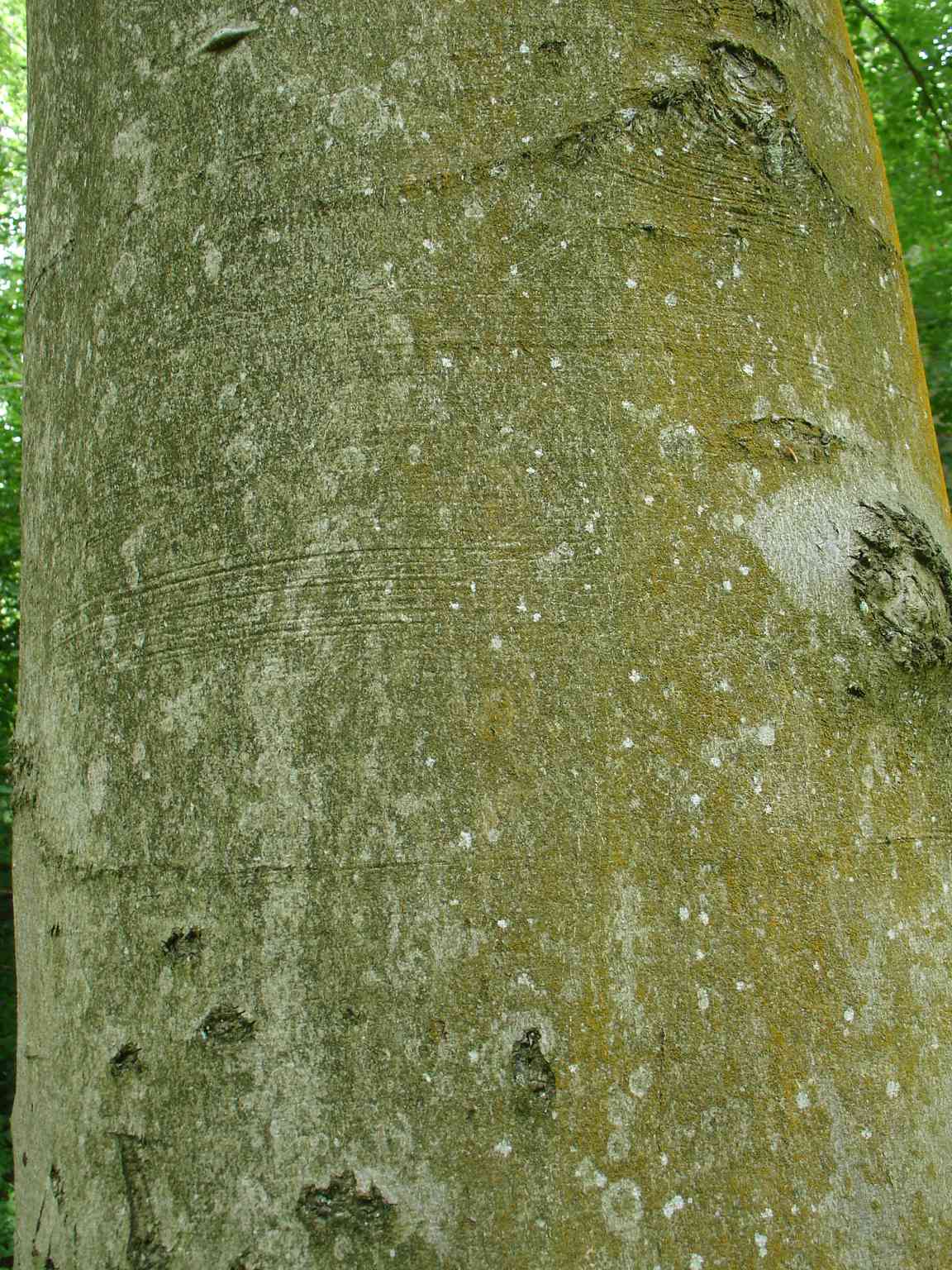 Beech bark