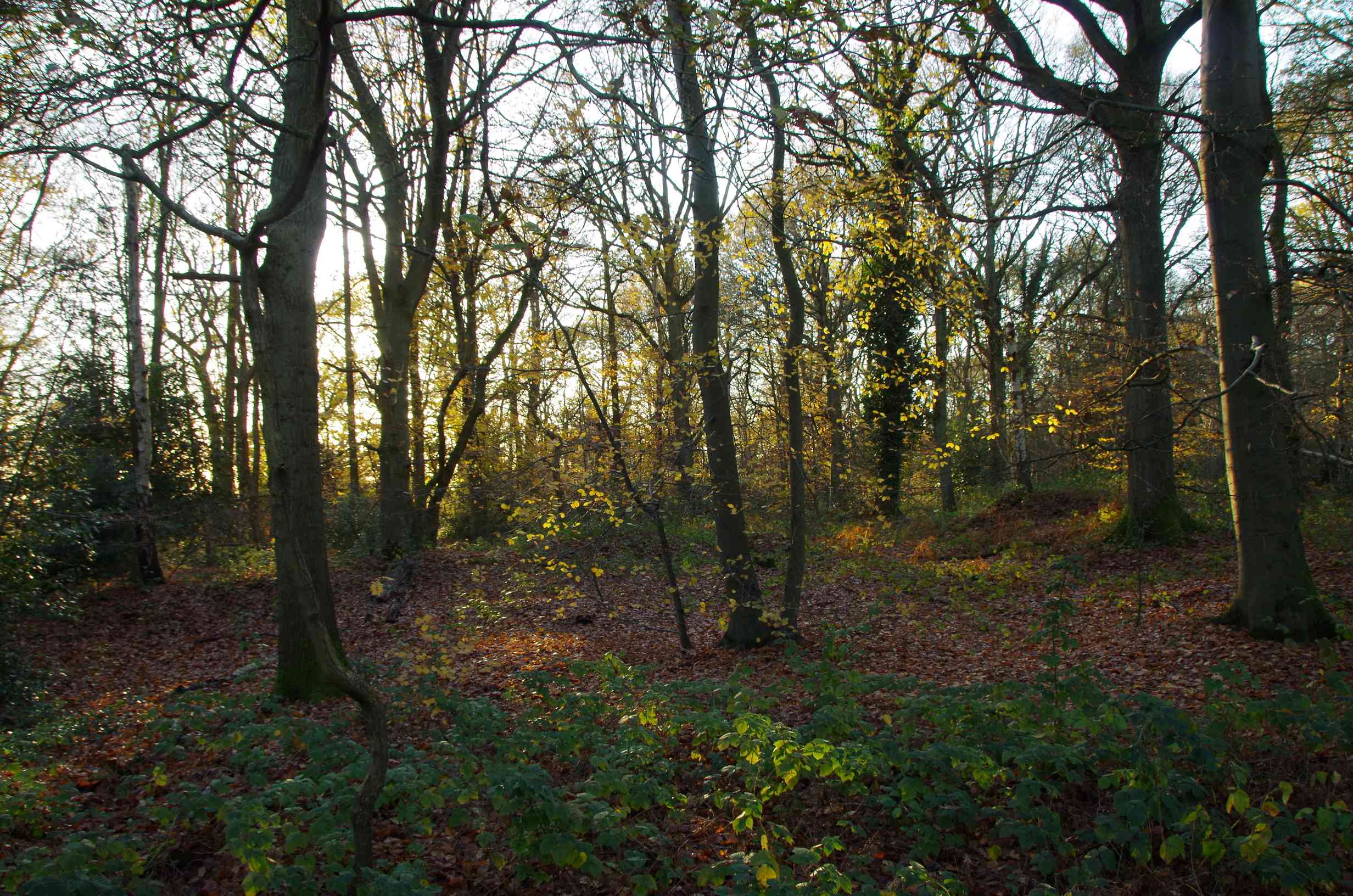 Our latest BlueSky post