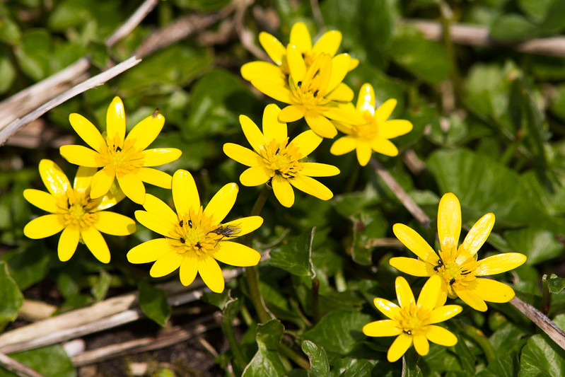 Lesser celandine