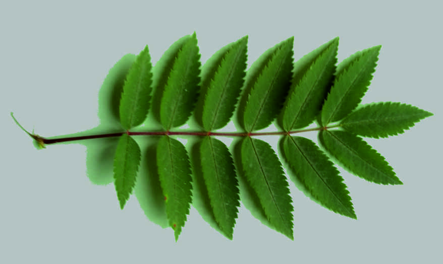 Rowan leaf